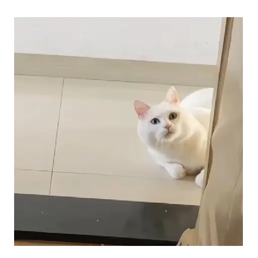 Horny Cats 🐱❤️ 4
