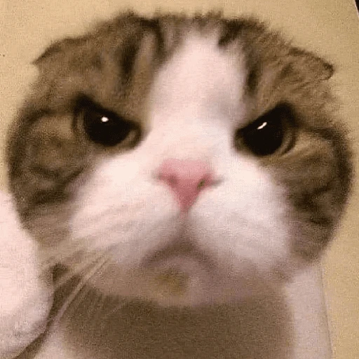 MICHIS 🥰🐱 17