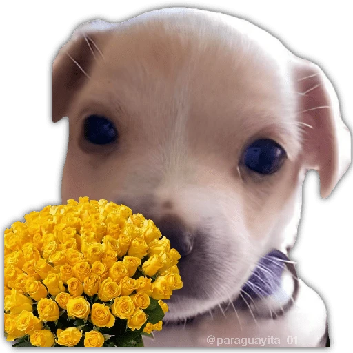 🌻💐 Жуто цвеће 3 💐🌻  3