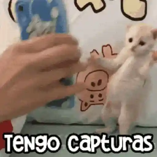 😻 Michis RANDOM🐾 6