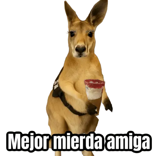 🦘Memes canguro 🦘😂 6
