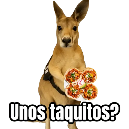 🦘Memes canguro 🦘😂 4