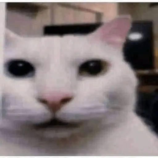 Memes gatitos #3 🐱✨🌷 8