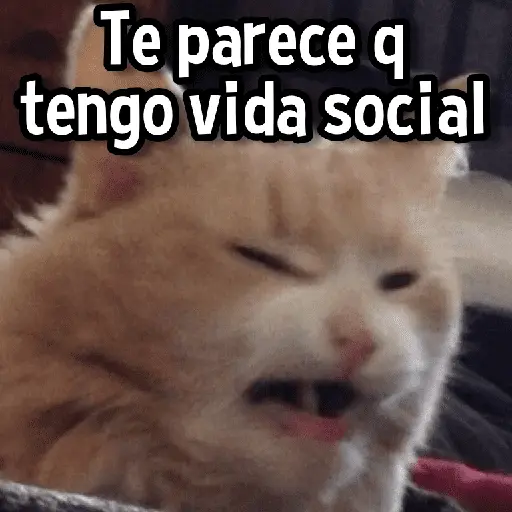 Gatitos pa tu Wsp😼🫰🏻 9