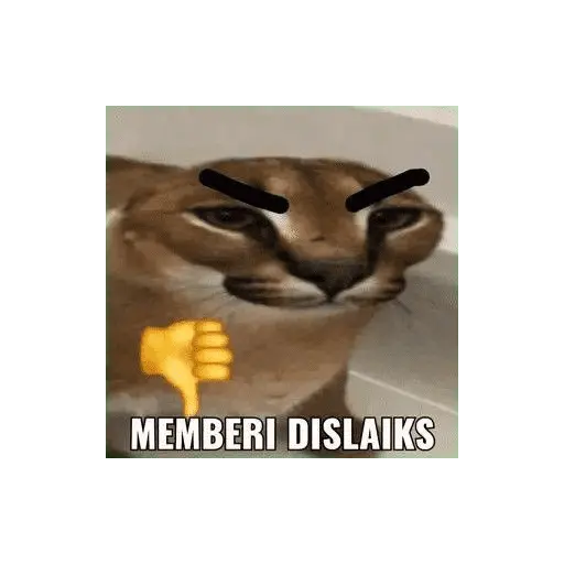meme kucing 4
