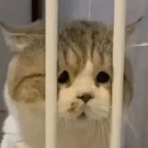 Gatinhos memes 2