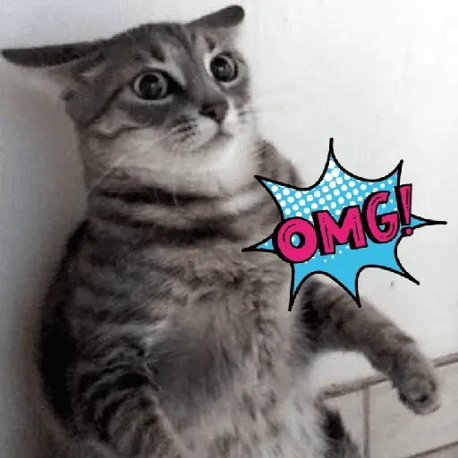 Gatos memes random🐈⬛🐱 10