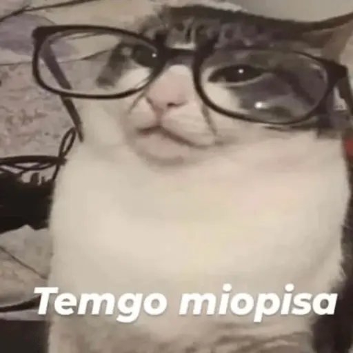 Michis Para Contestar 🐈⬛ 13
