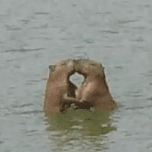 Capibara Random 🍉 16