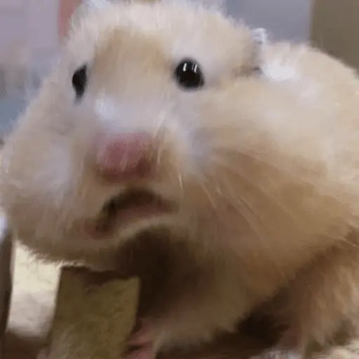 🐹 HAMSTERS MOODCITOS 🐹 9