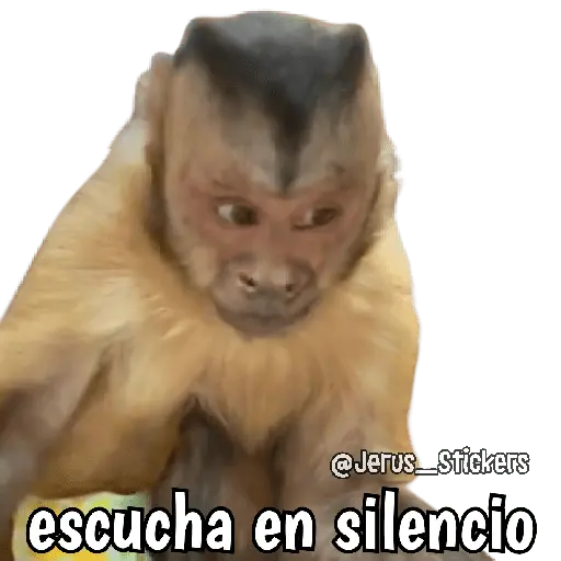 Monos y frases 💬🙊 2
