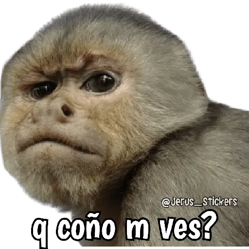 Monos y frases 💬🙊 20