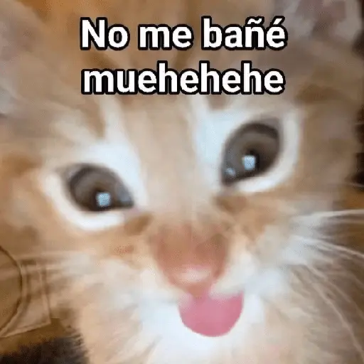 🐾 Gatitos Anti-depresivos 😺 10