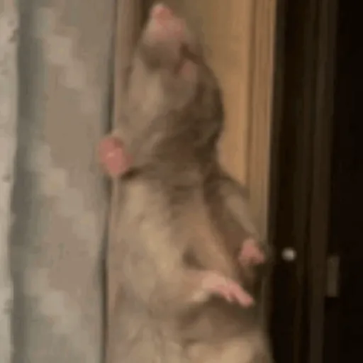 🐀 RATITAS PAL CHAT 🐀 5