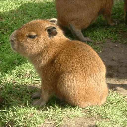 😍 CAPYBARAS 😍 4