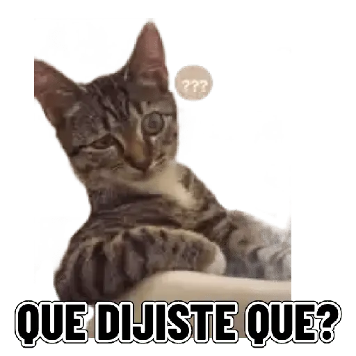 Memes clásicos gatito 😺🔥 1