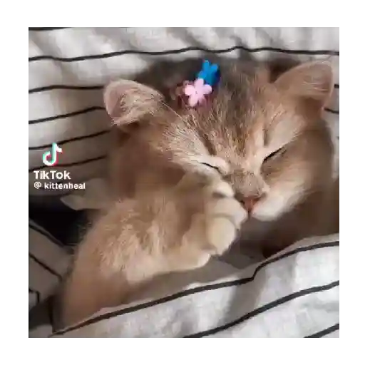 Horny Cats 🐱❤️ 10