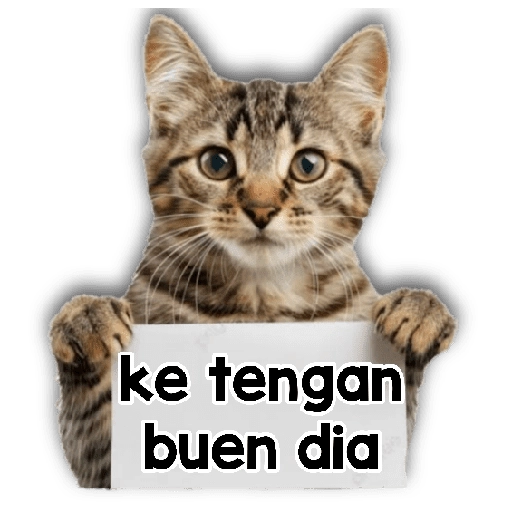 Michi mensajes gatito 🐱📩 4
