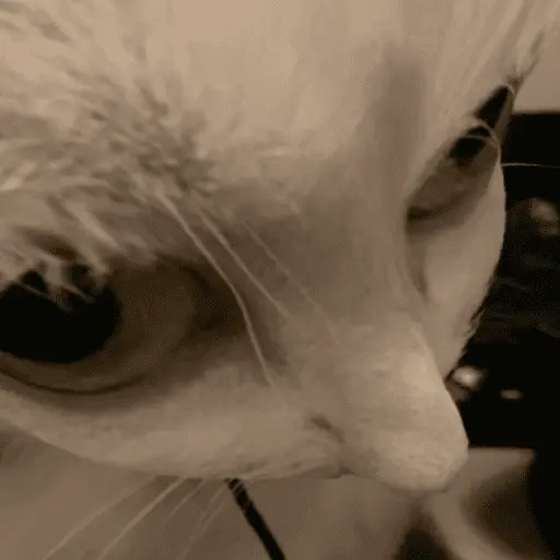 😸 Te lo digo con un gato 😸 4