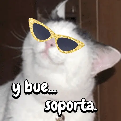 Gatos memes random🐈⬛🐱 8