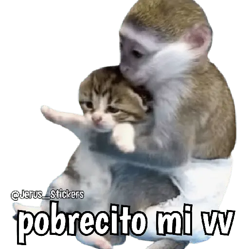 Monos y frases 💬🙊 12