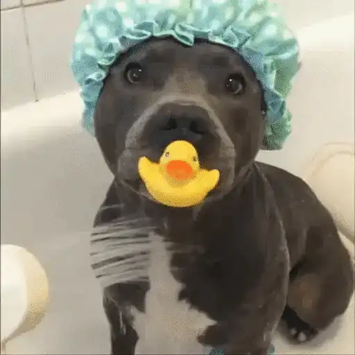 Perros randomcitos 🐶🐾🤭 14