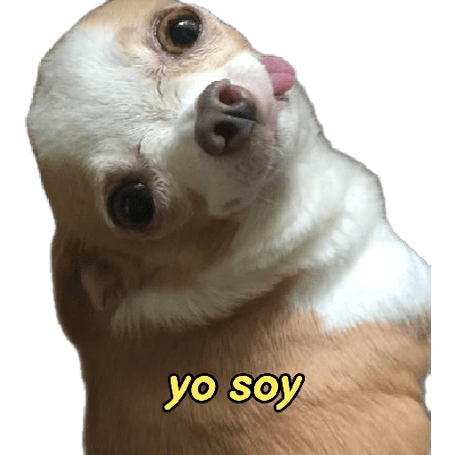 perritos memes 🐕 18