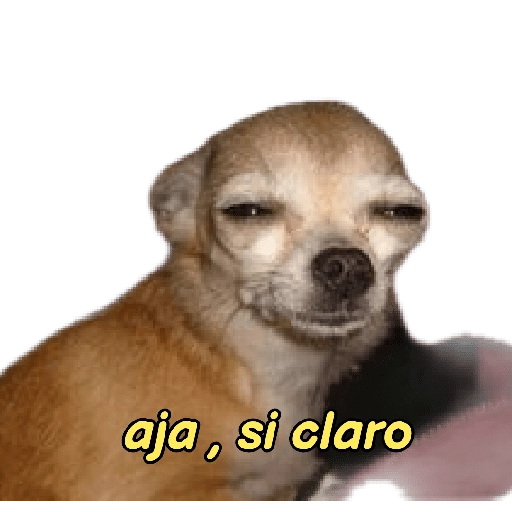 perritos memes 🐕 15