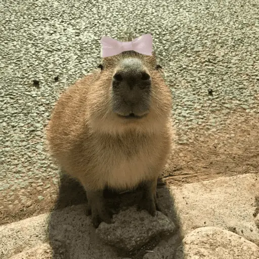 😍 CAPYBARAS 😍 13