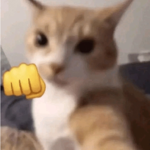 kucing marah 5
