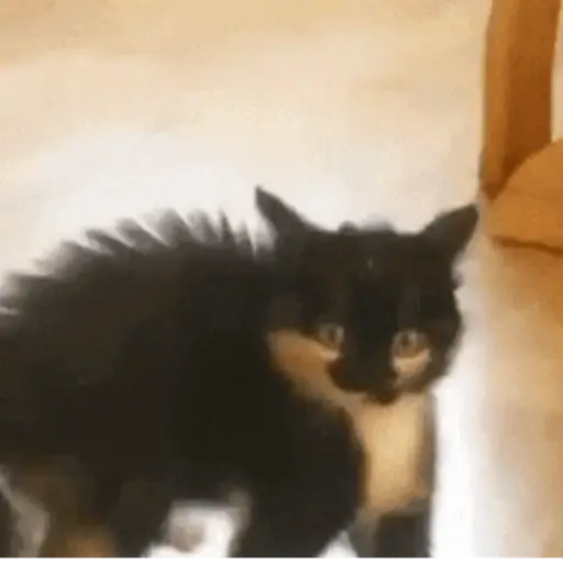 📲UN MIX PAL CHAT 2 📲 8