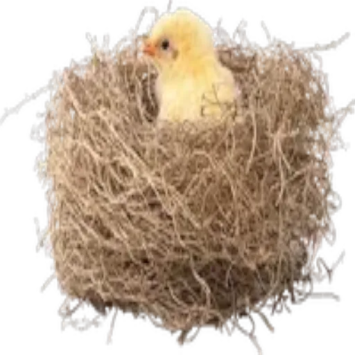 Pascua del conejo 3 11