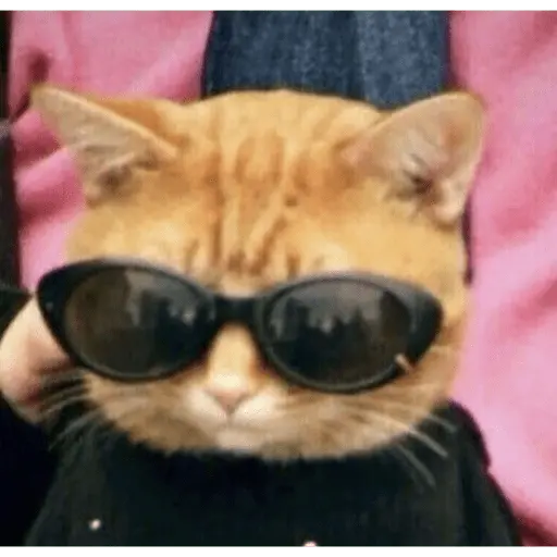 Memes gatitos #3 🐱✨🌷 11
