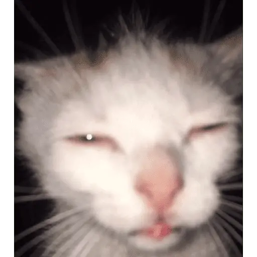 meme kucing 30