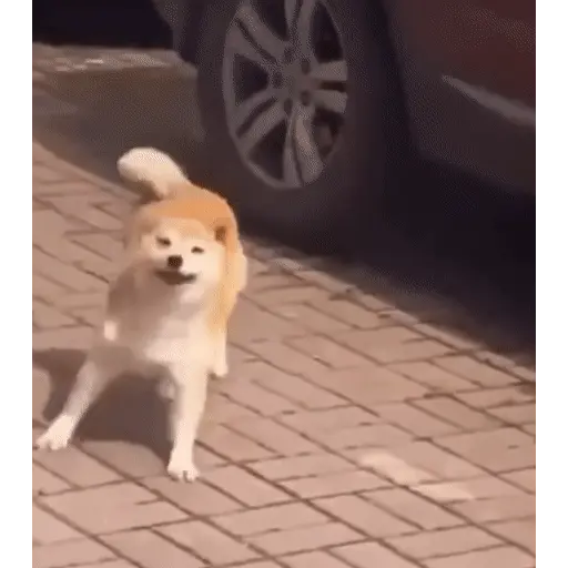 Animales Tiktok Viral 🐱🐈🐈⬛ 15