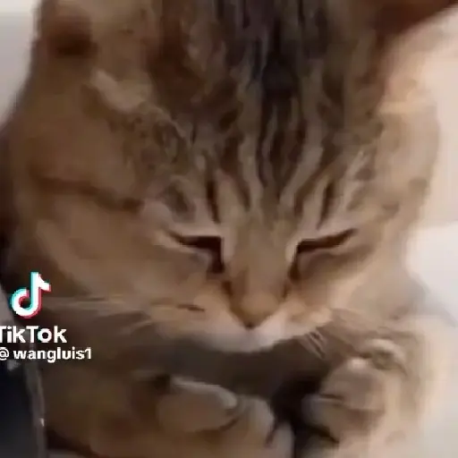 Gatitos 3
