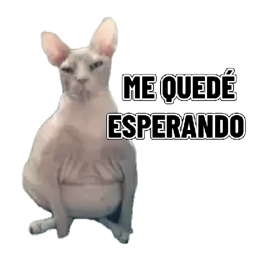 Memes clásicos gatito 😺🔥 7