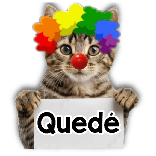 Michi mensajes gatito 🐱📩 17