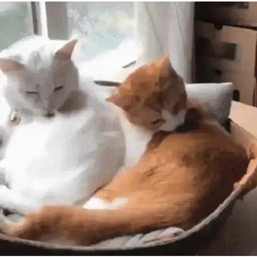 GATOS animados 🐈🐈⬛🐾 11