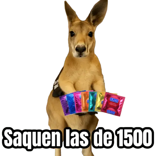 🦘Memes canguro 🦘😂 13