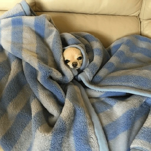 Perritos que tienen frío❄️✨ 8