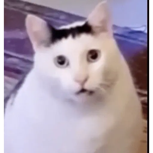 Memes gatitos #3 🐱✨🌷 3
