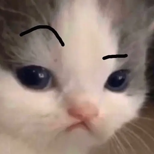 Memes gatitos #3 🐱✨🌷 13