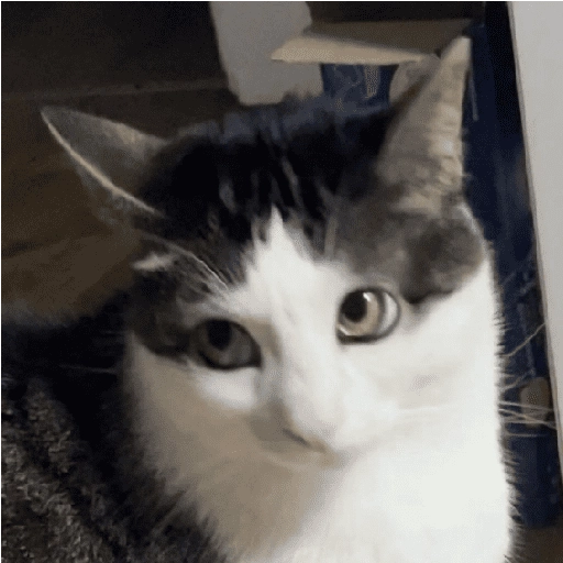 Gatos Random!! #2 5