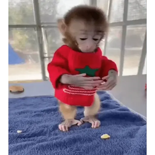 Monos navideños😜😙 8