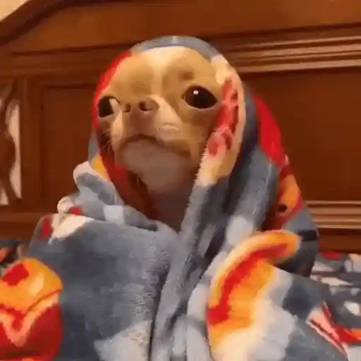 Perros Reacciones🐕🦴 6