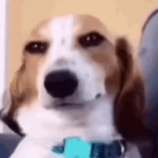 Perritos para el chat🐶 1