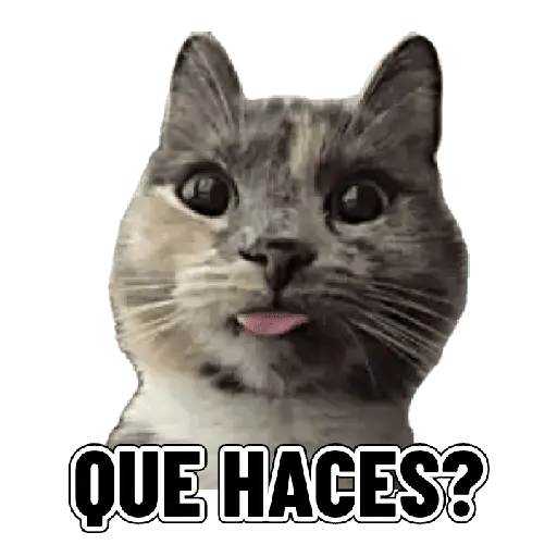 Memes clásicos gatito 😺🔥 10