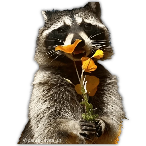 🌻💐 Жуто цвеће 3 💐🌻  23