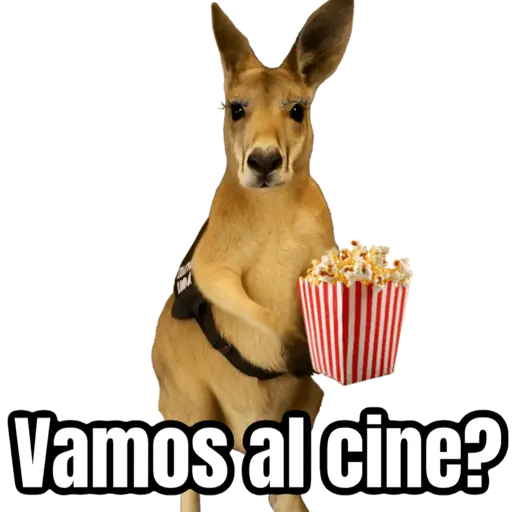 🦘Memes canguro 🦘😂 11